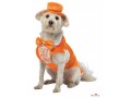 costume-lloyd-dumb-and-dumber-chien-small-0